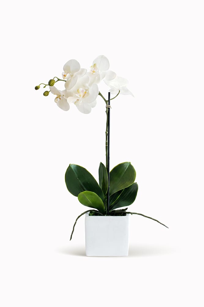 Orquídea Cerámica