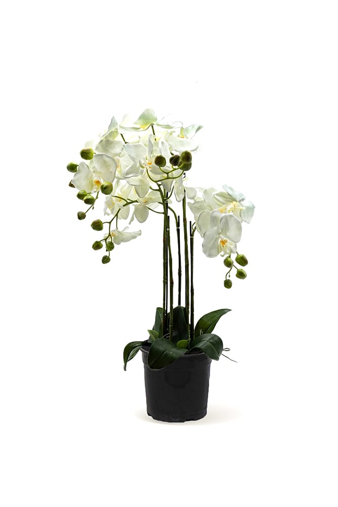Orquídea Duo