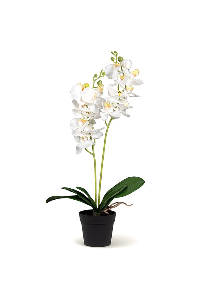 Orquídea Duo Blanca