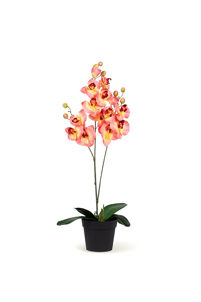 Orquídea Duo Salmón