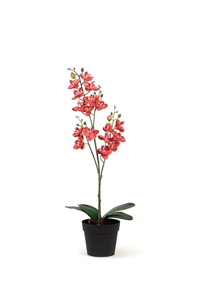Orquídea Single Rosa