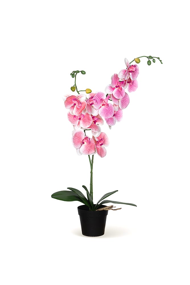 Orquídea Single Rosa Baby