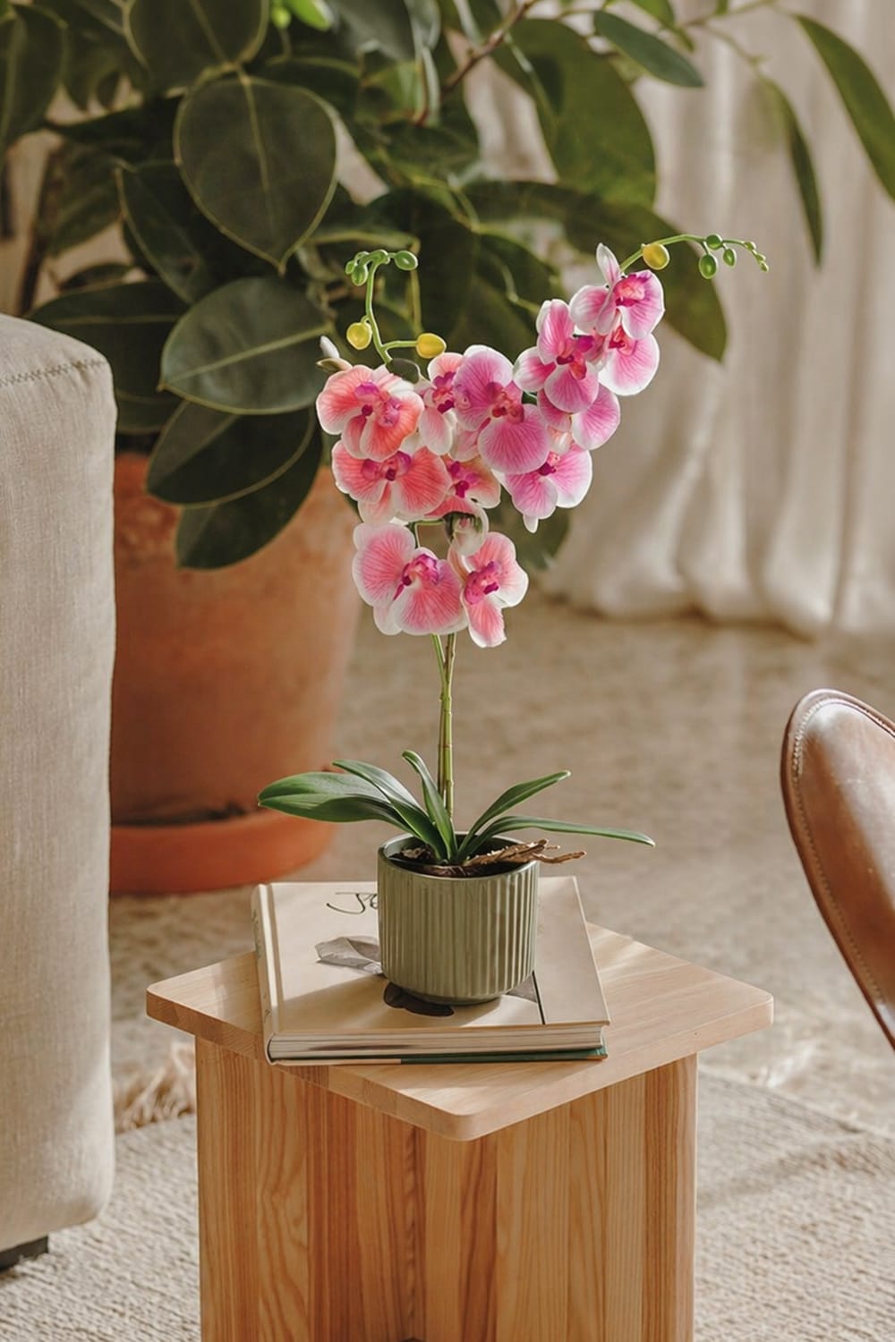 Orquídea Single Rosa Baby