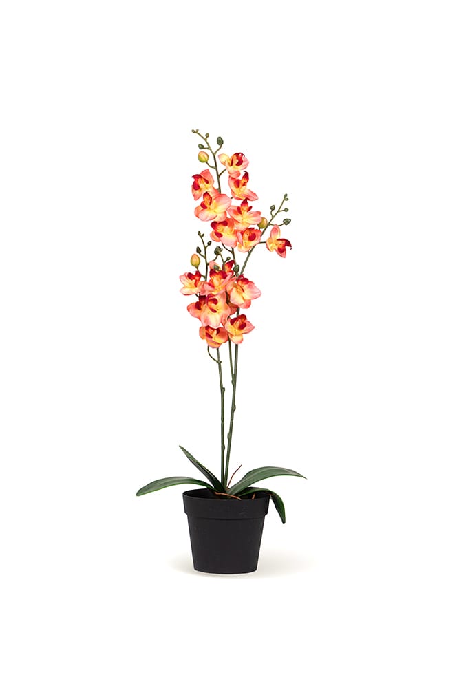 Orquídea Single Salmón