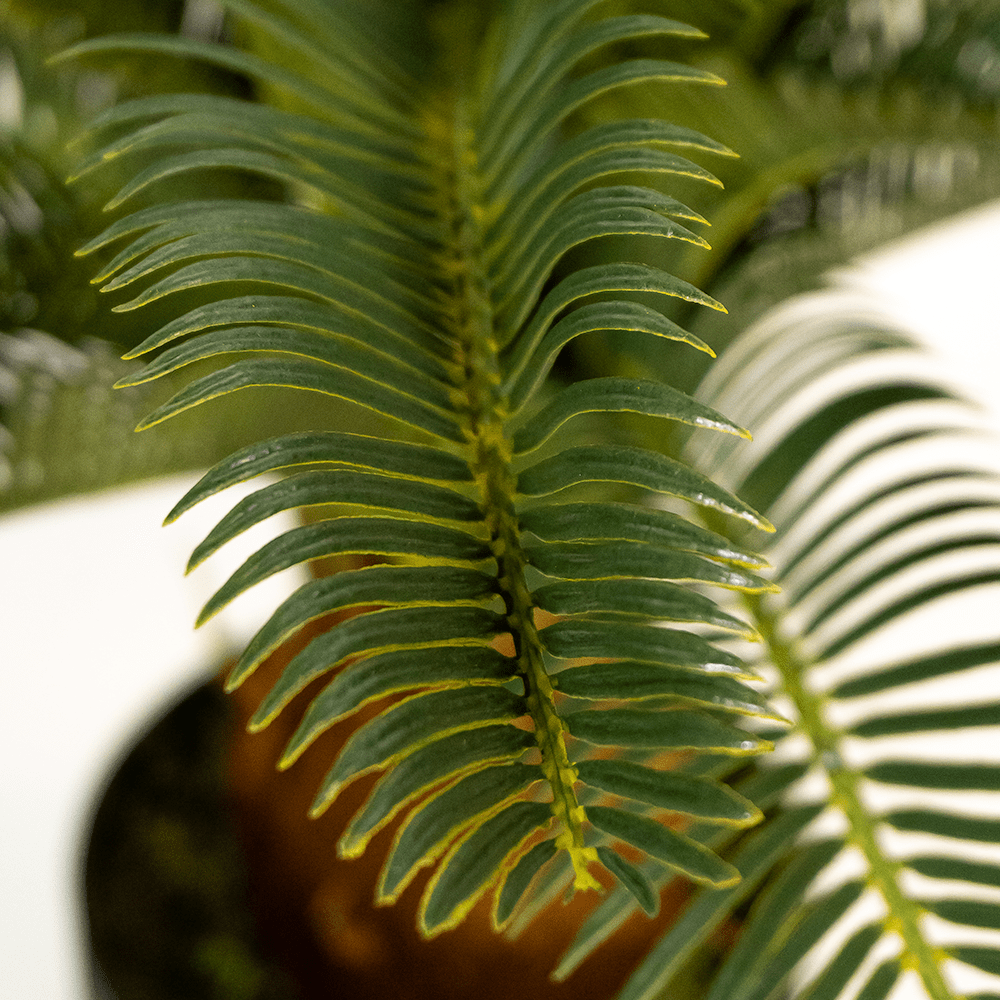 Palmera Cyca