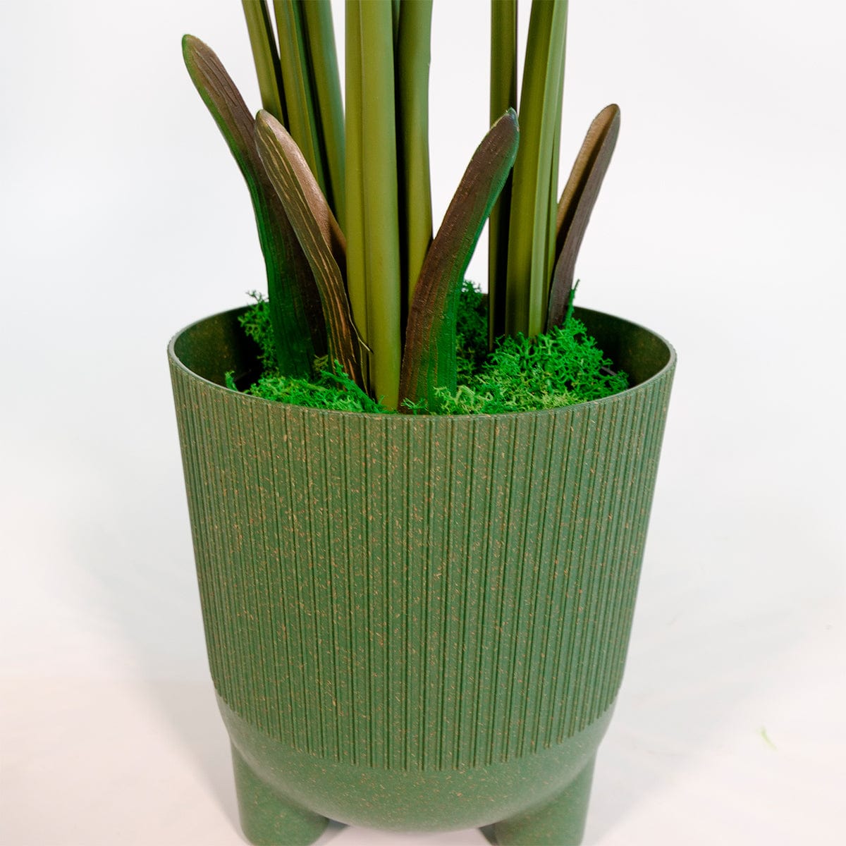 Palmera Areca