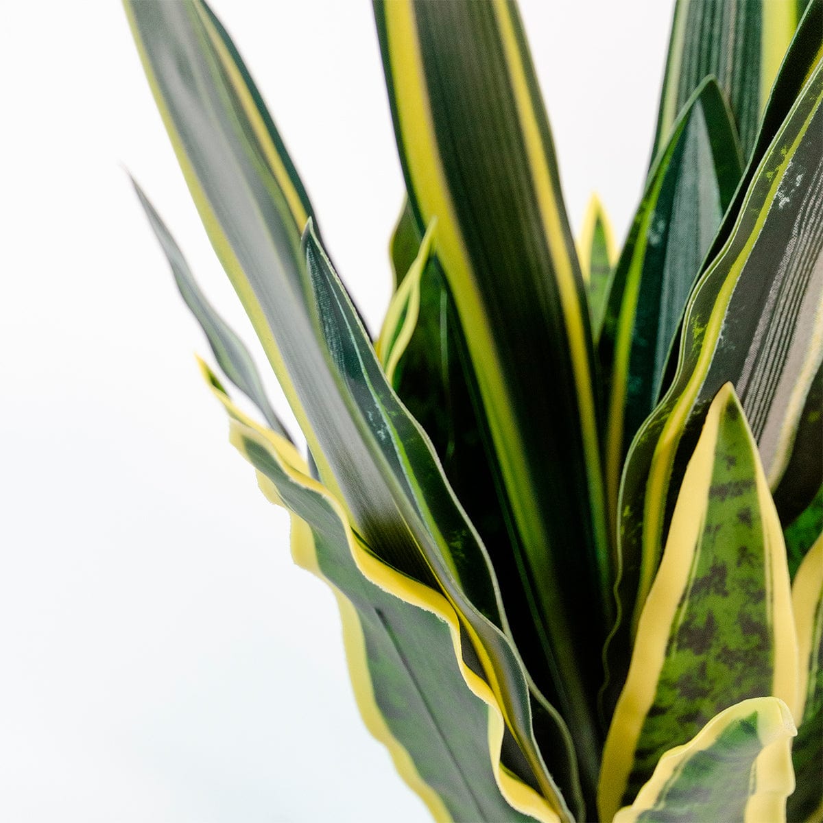 Sansevieria