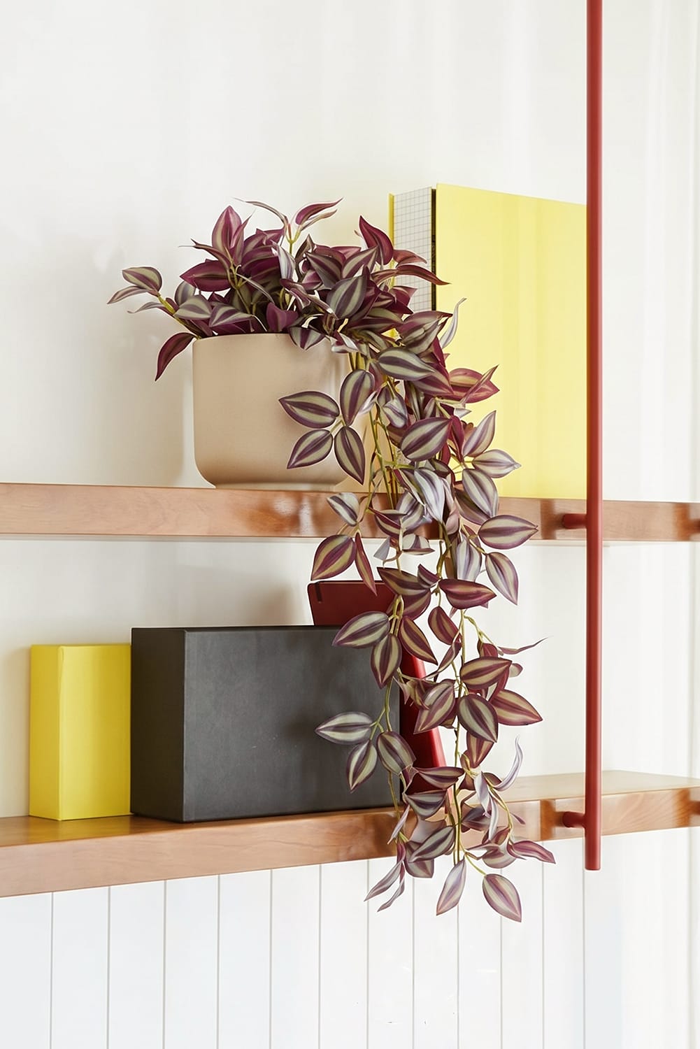 Tradescantia Colgante