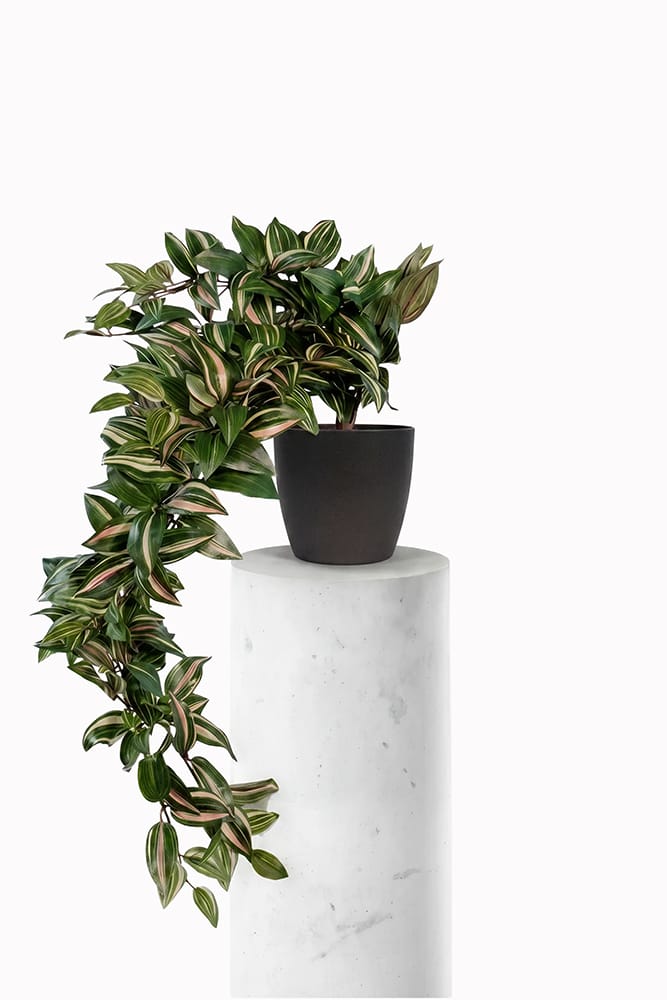 Tradescantia Colgante