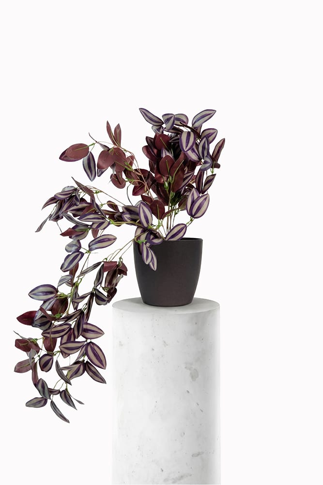 Tradescantia Colgante